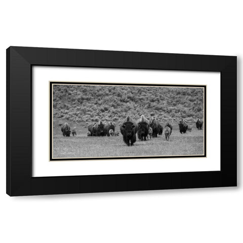 Bison on the move, Lamar Valley, Yellowstone National Park Black Modern Wood Framed Art Print with Double Matting by The Yellowstone Collection