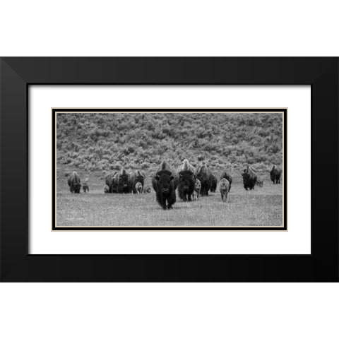 Bison on the move, Lamar Valley, Yellowstone National Park Black Modern Wood Framed Art Print with Double Matting by The Yellowstone Collection