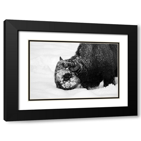 Bison Snow Plough near Rainy Lake, Yellowstone National Park Black Modern Wood Framed Art Print with Double Matting by Renkin, Diane