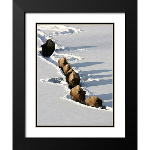 Bison near Tower Junction, Yellowstone National Park Black Modern Wood Framed Art Print with Double Matting by Peaco, Jim