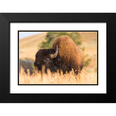Bison, Blacktail Deer Plateau, Yellowstone National Park Black Modern Wood Framed Art Print with Double Matting by The Yellowstone Collection
