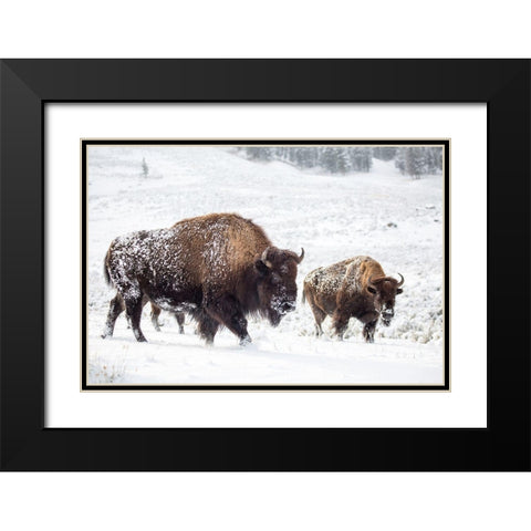 Bison I, Lamar Valley, Yellowstone National Park Black Modern Wood Framed Art Print with Double Matting by The Yellowstone Collection