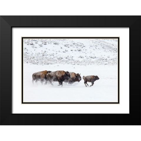 Bison II, Lamar Valley, Yellowstone National Park Black Modern Wood Framed Art Print with Double Matting by The Yellowstone Collection