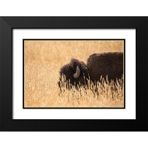 Bison III, Lamar Valley, Yellowstone National Park Black Modern Wood Framed Art Print with Double Matting by The Yellowstone Collection