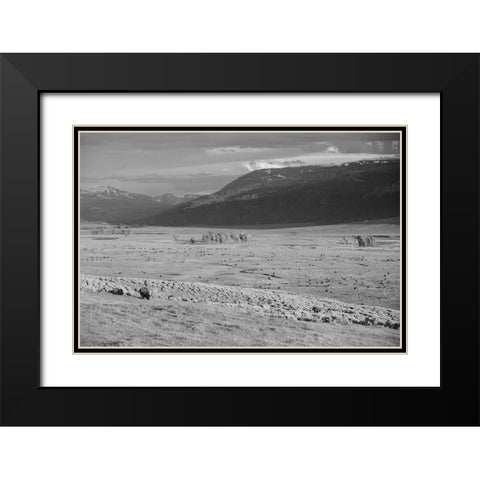 Bison IV, Lamar Valley, Yellowstone National Park Black Modern Wood Framed Art Print with Double Matting by The Yellowstone Collection