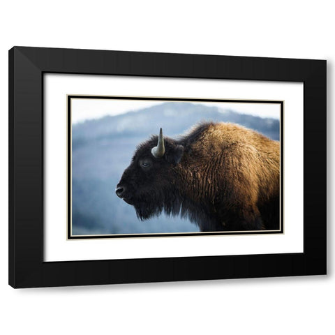 Bison V, Lamar Valley, Yellowstone National Park Black Modern Wood Framed Art Print with Double Matting by The Yellowstone Collection