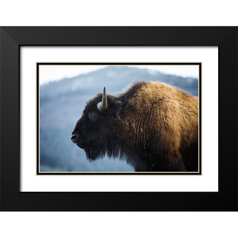 Bison V, Lamar Valley, Yellowstone National Park Black Modern Wood Framed Art Print with Double Matting by The Yellowstone Collection