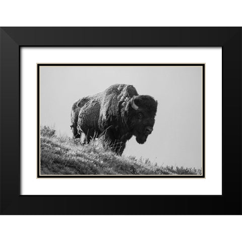 Bison, Yellowstone National Park Black Modern Wood Framed Art Print with Double Matting by Restivo, David