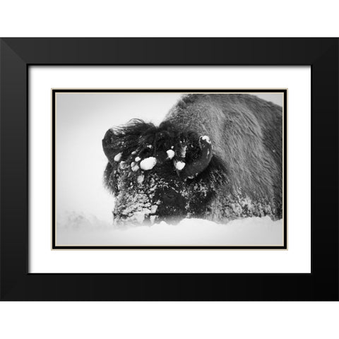 Close up of bison, Yellowstone National Park Black Modern Wood Framed Art Print with Double Matting by Herbert, Neal