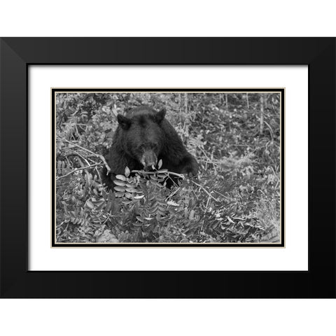 Black Bear near the Mammoth to Tower Road, Yellowstone National Park Black Modern Wood Framed Art Print with Double Matting by Peaco, Jim