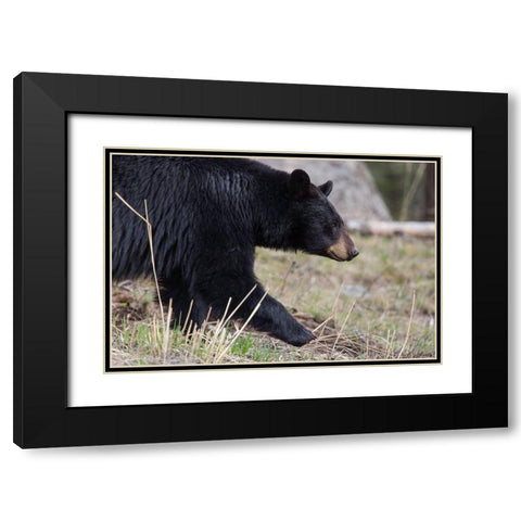Black Bear, Yellowstone National Park Black Modern Wood Framed Art Print with Double Matting by The Yellowstone Collection
