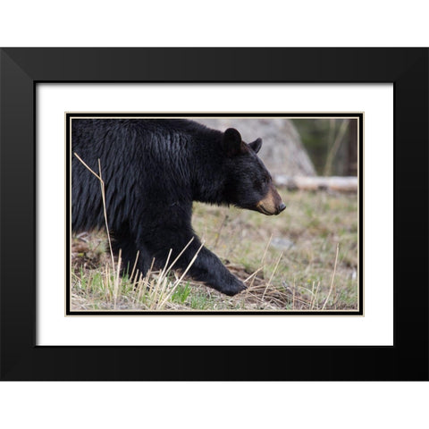 Black Bear, Yellowstone National Park Black Modern Wood Framed Art Print with Double Matting by The Yellowstone Collection