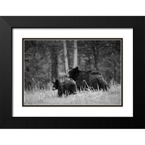 Black Bear Sow with Cub, Tower Fall, Yellowstone National Park Black Modern Wood Framed Art Print with Double Matting by The Yellowstone Collection