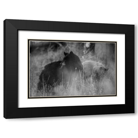 Black Bear Sow with Cub, Tower Fall, Yellowstone National Park Black Modern Wood Framed Art Print with Double Matting by The Yellowstone Collection