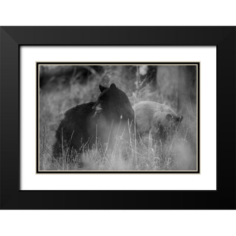 Black Bear Sow with Cub, Tower Fall, Yellowstone National Park Black Modern Wood Framed Art Print with Double Matting by The Yellowstone Collection