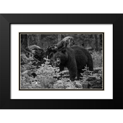 Black Bear, Yellowstone National Park Black Modern Wood Framed Art Print with Double Matting by The Yellowstone Collection