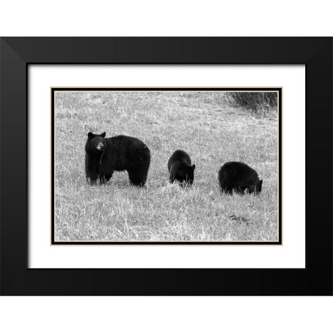 Blackbear Sow and Cubs, Yellowstone National Park Black Modern Wood Framed Art Print with Double Matting by Frank, Corrie