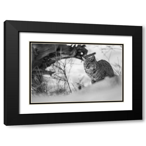 Bobcat along the Madison River, Yellowstone National Park Black Modern Wood Framed Art Print with Double Matting by The Yellowstone Collection