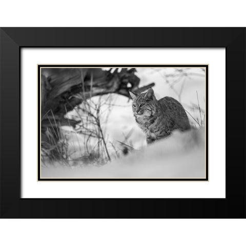 Bobcat along the Madison River, Yellowstone National Park Black Modern Wood Framed Art Print with Double Matting by The Yellowstone Collection