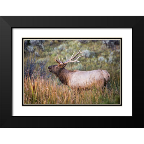 Bugling Elk, Mammoth Hot Springs, Yellowstone National Park Black Modern Wood Framed Art Print with Double Matting by The Yellowstone Collection