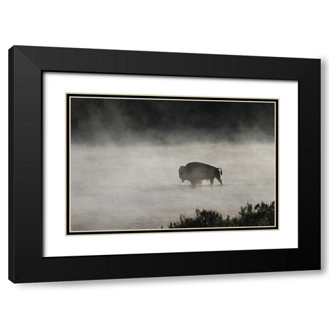 Bull Bison crossing Yellowstone River, Yellowstone National Park Black Modern Wood Framed Art Print with Double Matting by Peaco, Jim