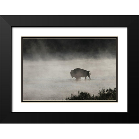 Bull Bison crossing Yellowstone River, Yellowstone National Park Black Modern Wood Framed Art Print with Double Matting by Peaco, Jim