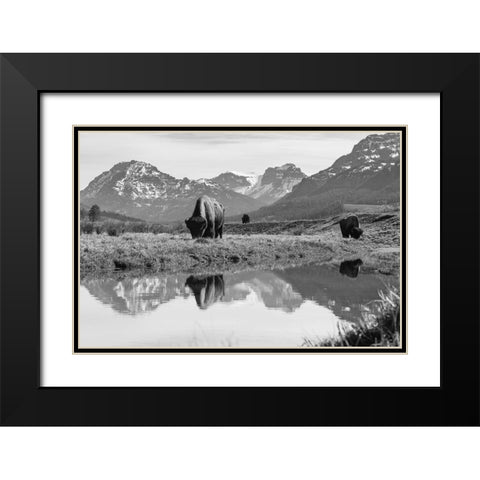 Bull Bison Graze in Lamar Valley, Yellowstone National Park Black Modern Wood Framed Art Print with Double Matting by Frank, Jacob W.