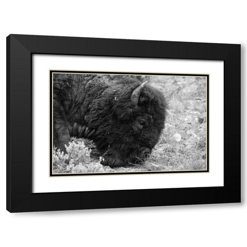 Bull Bison Graze in Lamar Valley, Yellowstone National Park Black Modern Wood Framed Art Print with Double Matting by Frank, Jacob W.