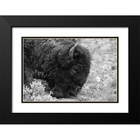 Bull Bison Graze in Lamar Valley, Yellowstone National Park Black Modern Wood Framed Art Print with Double Matting by Frank, Jacob W.