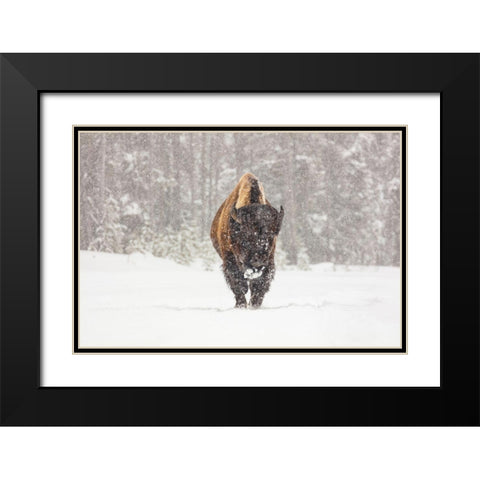 Bull Bison during a Snow Storm, Yellowstone National Park Black Modern Wood Framed Art Print with Double Matting by Frank, Jacob W.