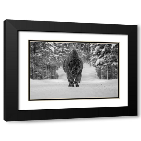 Bull Bison near Fishing Bridge, Yellowstone National Park Black Modern Wood Framed Art Print with Double Matting by The Yellowstone Collection