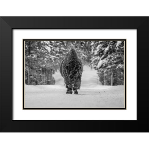 Bull Bison near Fishing Bridge, Yellowstone National Park Black Modern Wood Framed Art Print with Double Matting by The Yellowstone Collection