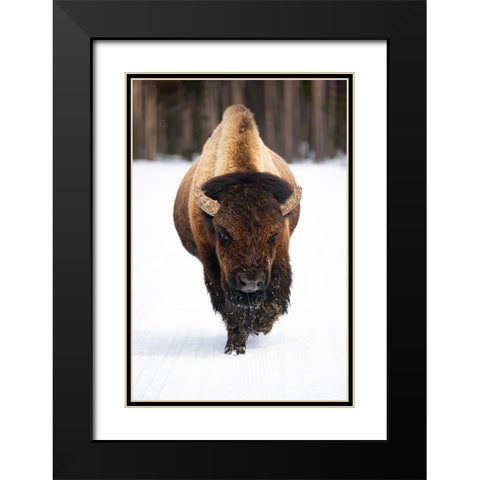 Bull Bison near Midway Geyser Basin, Yellowstone National Park Black Modern Wood Framed Art Print with Double Matting by The Yellowstone Collection