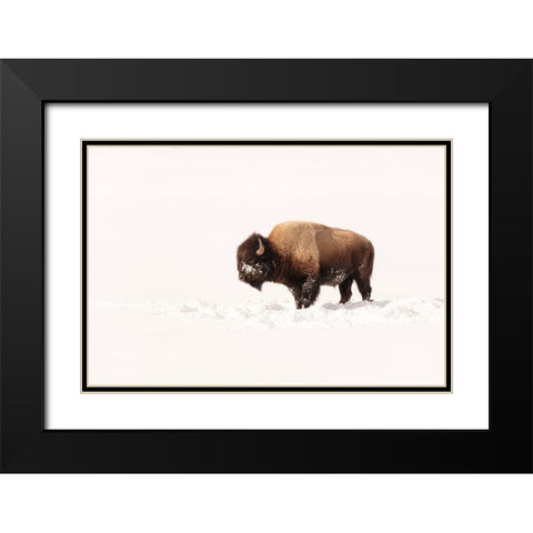 Bull Bison on a Winter Day, Yellowstone National Park Black Modern Wood Framed Art Print with Double Matting by The Yellowstone Collection