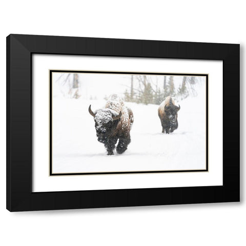 Bull Bison on the East Entrance Road, Yellowstone National Park Black Modern Wood Framed Art Print with Double Matting by Frank, Jacob W.