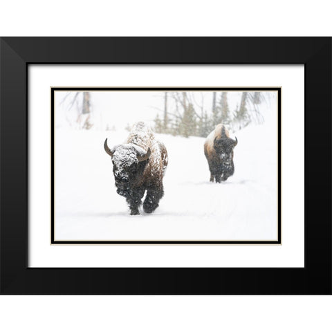 Bull Bison on the East Entrance Road, Yellowstone National Park Black Modern Wood Framed Art Print with Double Matting by Frank, Jacob W.
