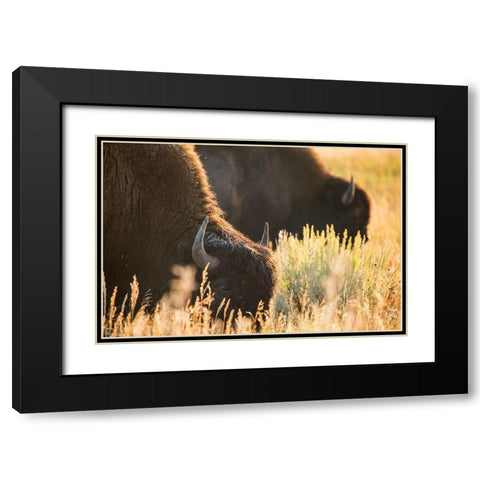 Bull Bison, Blacktail Deer Plateau, Yellowstone National Park Black Modern Wood Framed Art Print with Double Matting by The Yellowstone Collection