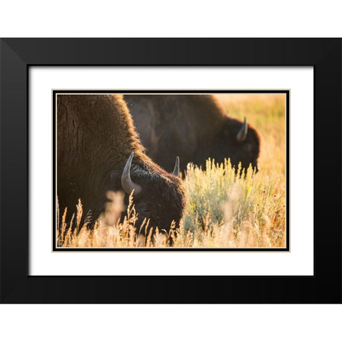 Bull Bison, Blacktail Deer Plateau, Yellowstone National Park Black Modern Wood Framed Art Print with Double Matting by The Yellowstone Collection