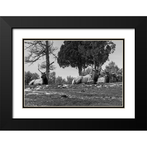 Bull Elk at Mammoth Hot Springs, Yellowstone National Park Black Modern Wood Framed Art Print with Double Matting by Renkin, Diane