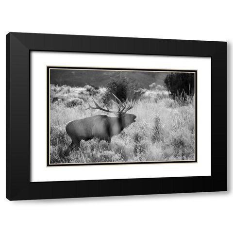 Bull Elk Bugling, Mammoth Hot Springs, Yellowstone National Park Black Modern Wood Framed Art Print with Double Matting by The Yellowstone Collection