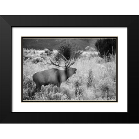 Bull Elk Bugling, Mammoth Hot Springs, Yellowstone National Park Black Modern Wood Framed Art Print with Double Matting by The Yellowstone Collection