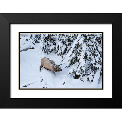 Bull Elk by Obsidian Creek, Yellowstone National Park Black Modern Wood Framed Art Print with Double Matting by Peaco, Jim