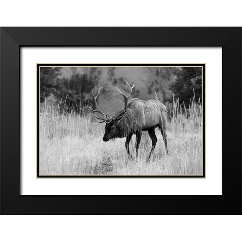 Bull Elk Grazing in Mammoth Hot Springs, Yellowstone National Park Black Modern Wood Framed Art Print with Double Matting by The Yellowstone Collection