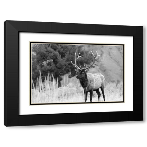 Bull Elk in Mammoth Hot Springs, Yellowstone National Park Black Modern Wood Framed Art Print with Double Matting by The Yellowstone Collection
