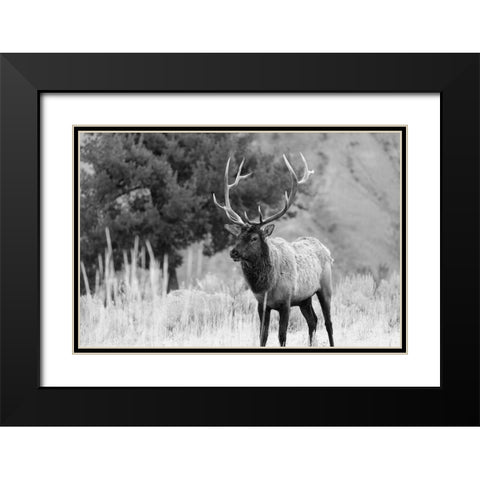 Bull Elk in Mammoth Hot Springs, Yellowstone National Park Black Modern Wood Framed Art Print with Double Matting by The Yellowstone Collection