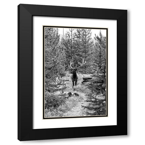 Bull Elk on a Trail, Yellowstone National Park Black Modern Wood Framed Art Print with Double Matting by Frank, Jacob W.