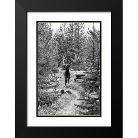 Bull Elk on a Trail, Yellowstone National Park Black Modern Wood Framed Art Print with Double Matting by Frank, Jacob W.