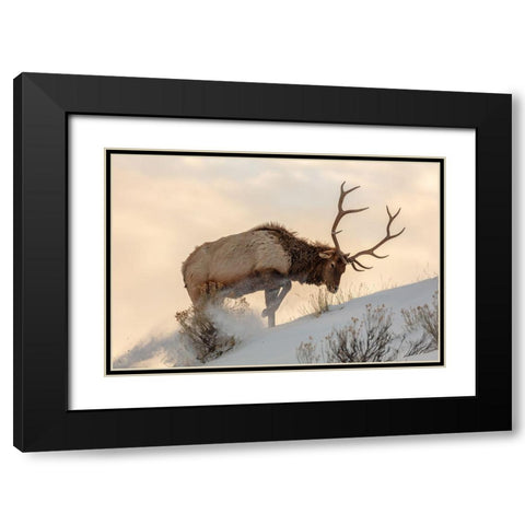 Bull Elk Searches for Food, Yellowstone National Park Black Modern Wood Framed Art Print with Double Matting by The Yellowstone Collection