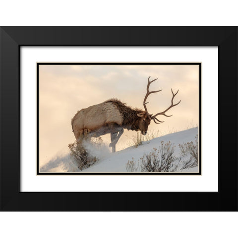 Bull Elk Searches for Food, Yellowstone National Park Black Modern Wood Framed Art Print with Double Matting by The Yellowstone Collection