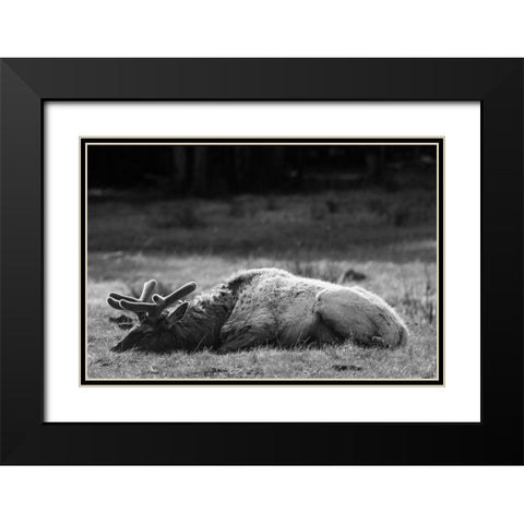 Bull Elk Sleeping in Spring, Yellowstone National Park Black Modern Wood Framed Art Print with Double Matting by Herbert, Neal